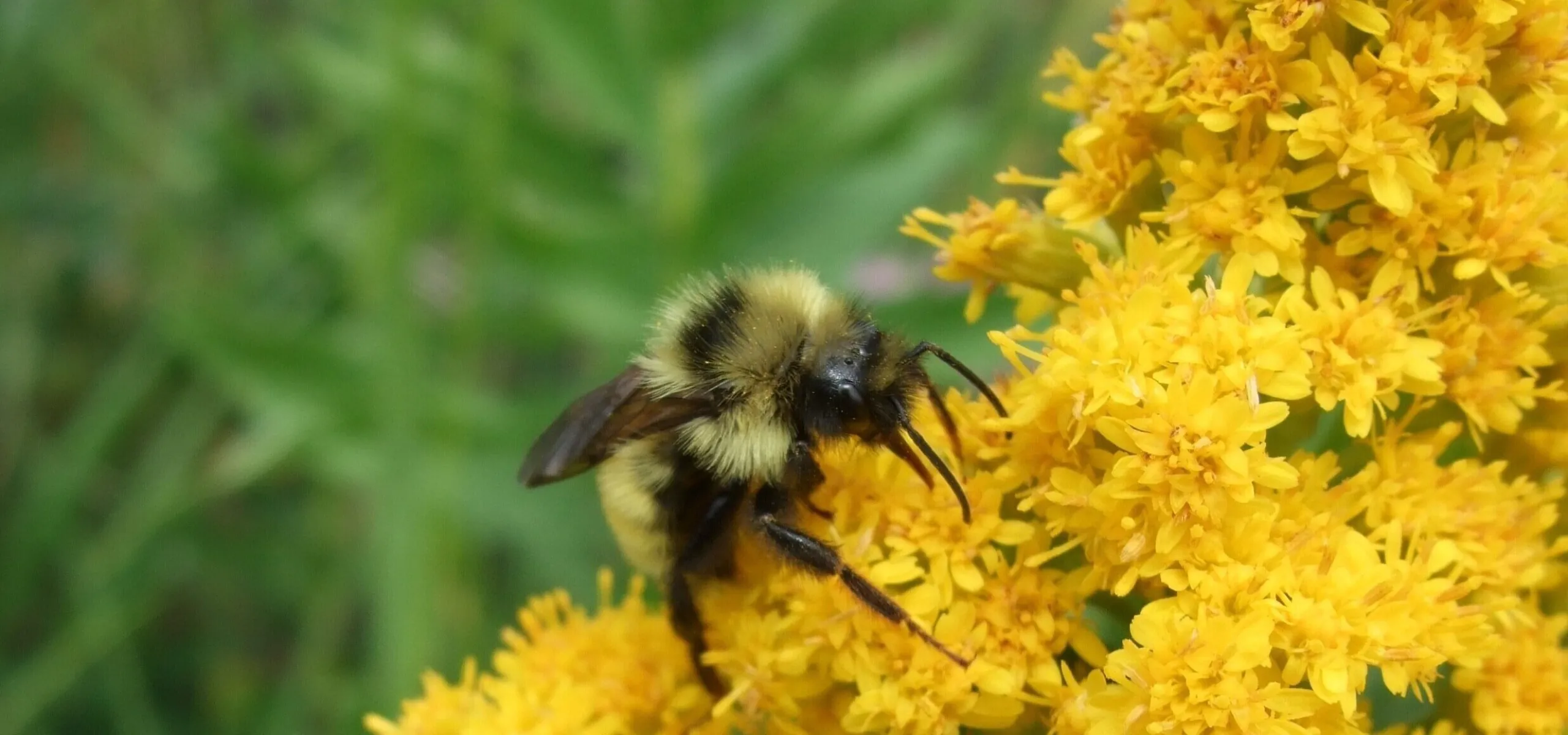 A bee collects pollen from bright yellow flowers in a garden, with a green foliage background.