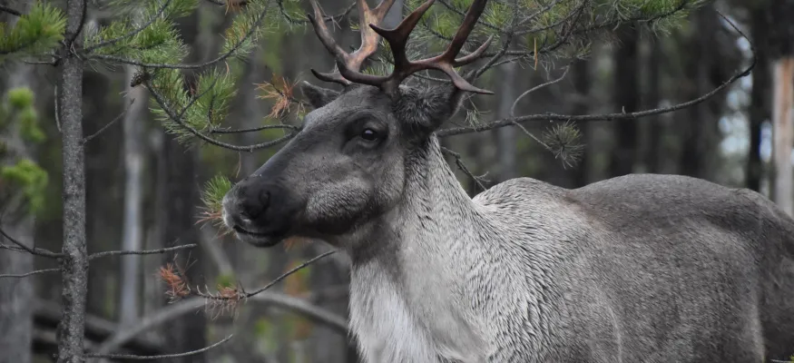 A caribou with a brown fur coat and antlers stands in a forested area, surrounded by trees and branches.