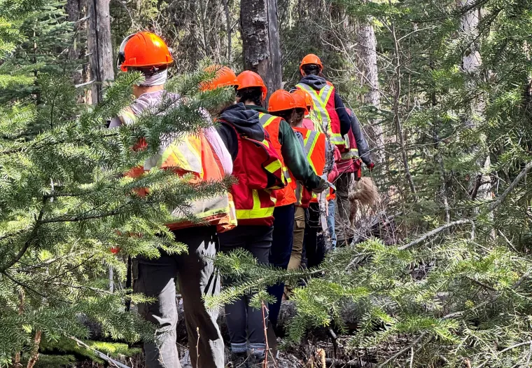 A group of individuals wearing orange helmets and high-visibility vests stand in a line in a forested area, appearing to work on or inspect the surrounding environment.